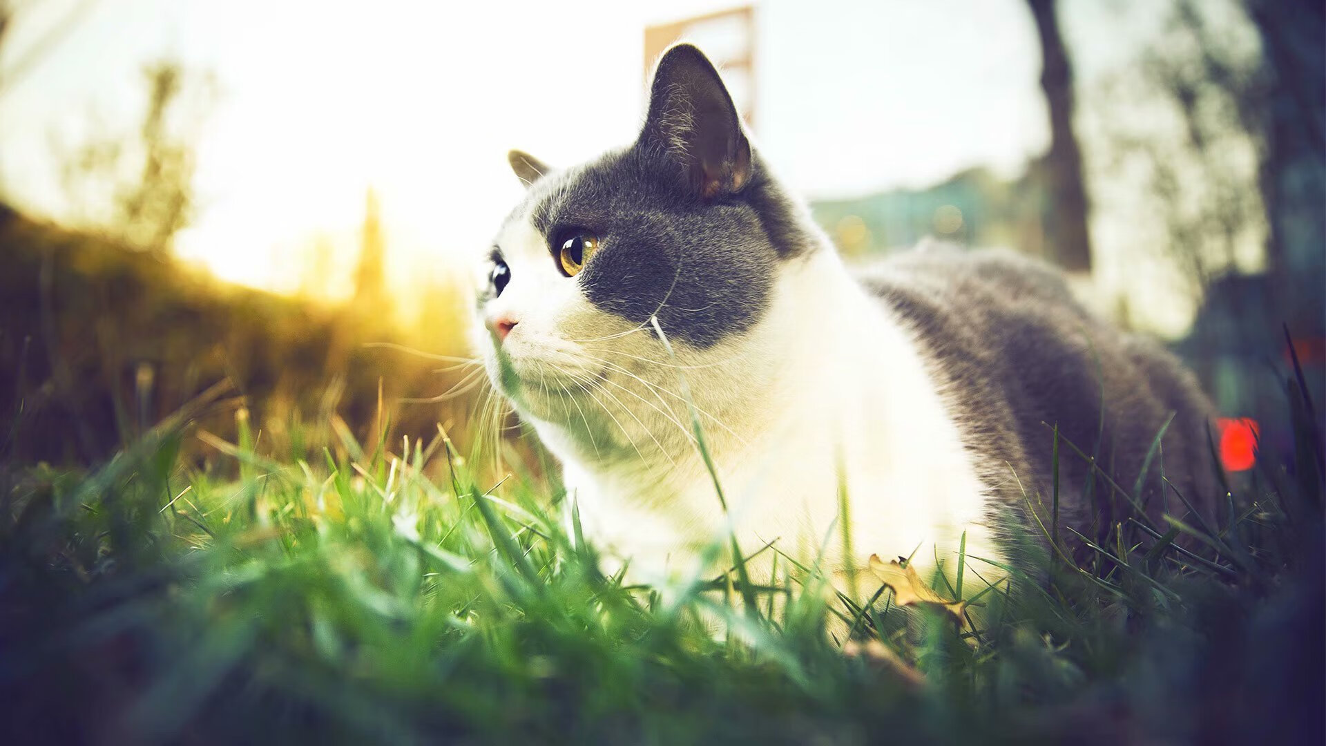 热刺锋线频繁换位造成混乱局面,热刺巅峰阵容