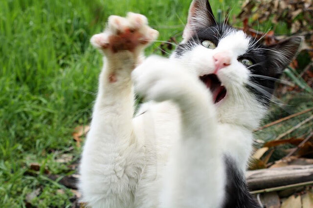 热刺锋线频繁换位造成混乱局面,热刺巅峰阵容